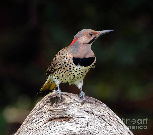 Bird Poster featuring the photograph Northern Flicker by DB Hayes