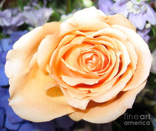 Orange Peach Colored Rose Poster featuring the photograph Orange Peach Colored Rose by Rose Santuci-Sofranko