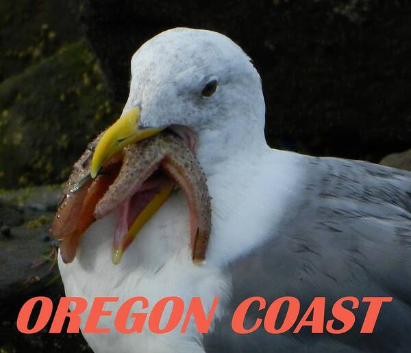 Seagull Poster featuring the photograph Oregon Coast Seagull Eating Starfish by Gallery Of Hope 