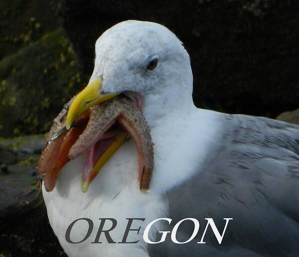 Gulls Poster featuring the photograph Oregon Hungry Seagull by Gallery Of Hope 