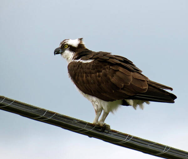 Bird Poster featuring the photograph Osprey by Azthet Photography