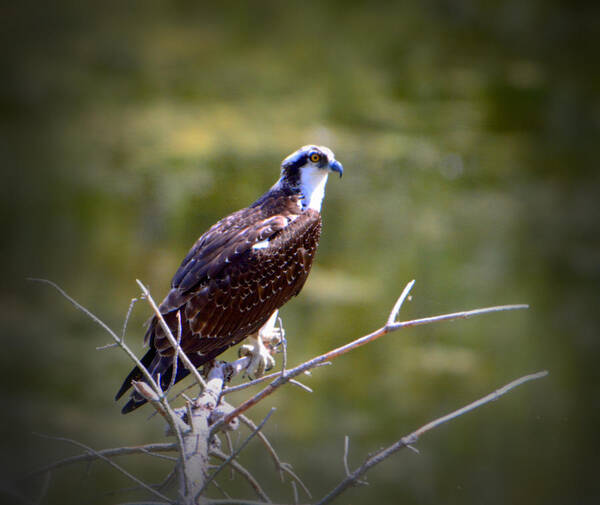 Osprey Poster featuring the photograph Osprey in Wait by Josephine Buschman