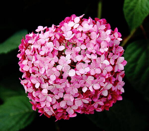 Pink Hydrangea Poster featuring the photograph Pink Hydrangea by Allen Nice-Webb