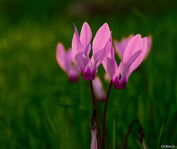 Cyclamen Poster featuring the photograph Pink Light by Uri Baruch