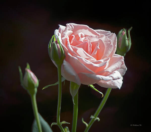 2d Poster featuring the photograph Pink Rose And Buds by Brian Wallace