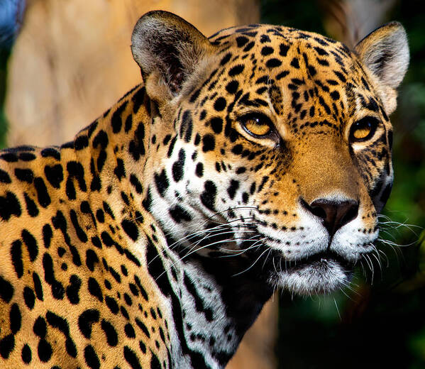 Jaguar Poster featuring the photograph Powerful by Douglas Killourie