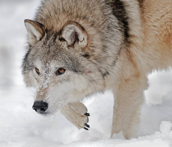 Wolf Poster featuring the photograph Prowling Wolf by Scott Read