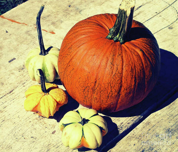 Pumpkins Poster featuring the photograph Pumpkin and Squash by Onedayoneimage Photography