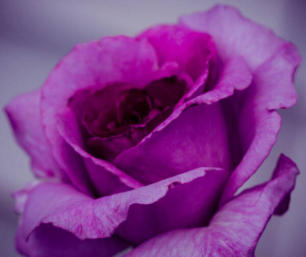Rose Poster featuring the photograph Purple Rose by Cathy Donohoue