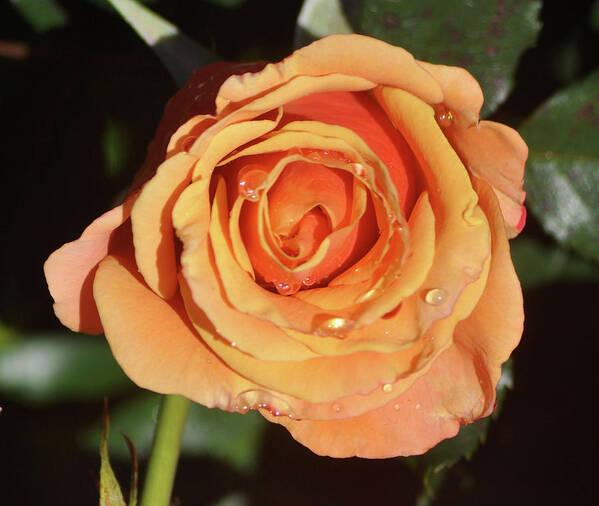 Flower Poster featuring the photograph Rain Kissed Rose by Jay Milo