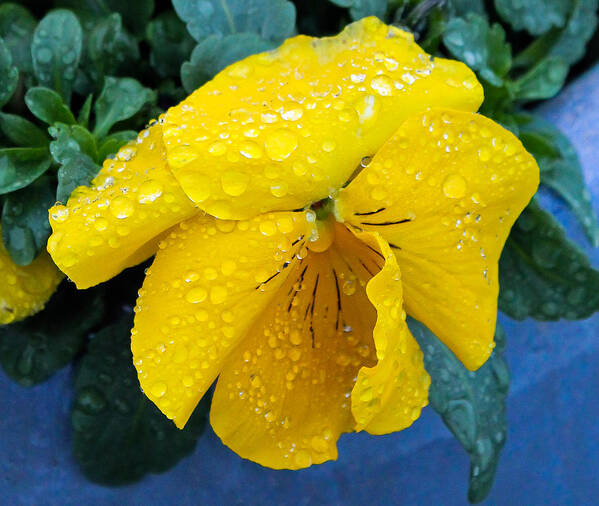 Floral Poster featuring the photograph Raindrops on Yellow Pansy by E Faithe Lester