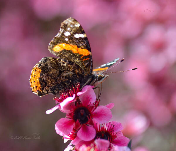 Nature Poster featuring the photograph Red Admiral Butterfly by Brian Tada