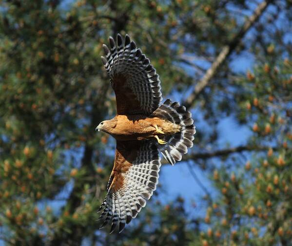 Hawk Poster featuring the photograph Red Shouldered Hawk by Liz Vernand