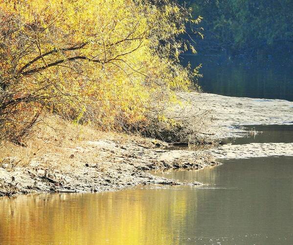 River Poster featuring the photograph River Tree Of Sun by Jan Gelders