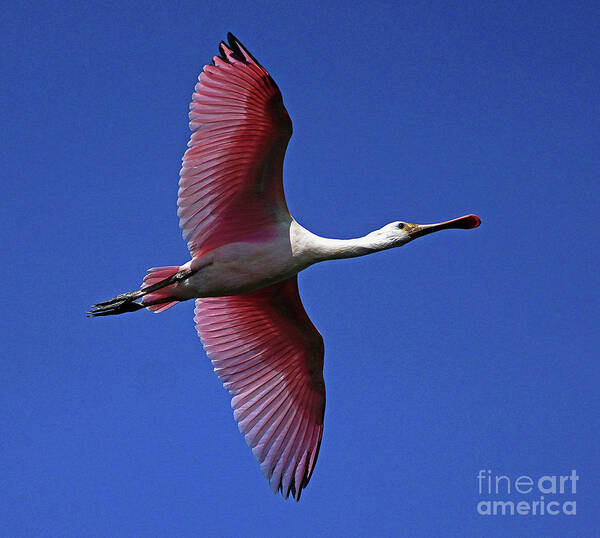 Roseate Spoonbill Poster featuring the photograph Roseate Spoonbill on the wing by Larry Nieland