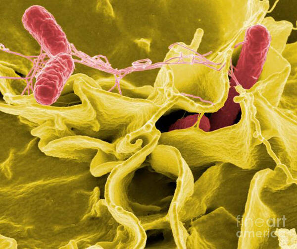 Microbiology Poster featuring the photograph Salmonella Bacteria, Sem by Science Source
