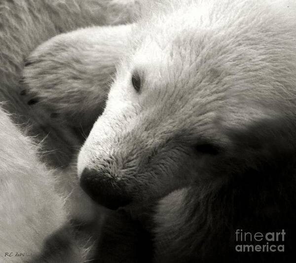 Polar Bear Poster featuring the photograph Security Blanket by RC DeWinter