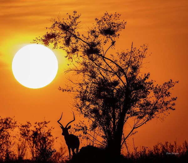 Africa.wildlife Poster featuring the photograph Serengeti Sunrise by Tim Bryan