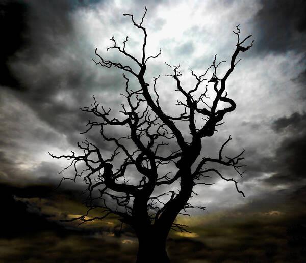 Tree Poster featuring the photograph Skeletal Tree by Meirion Matthias