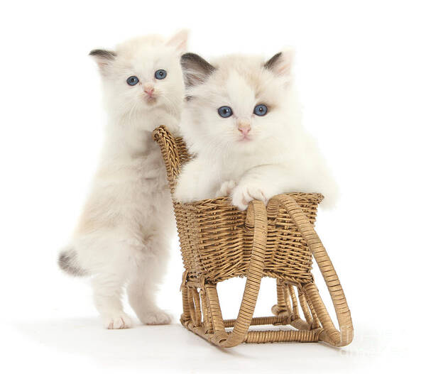 Ragdoll Poster featuring the photograph Sledging Kittens by Warren Photographic