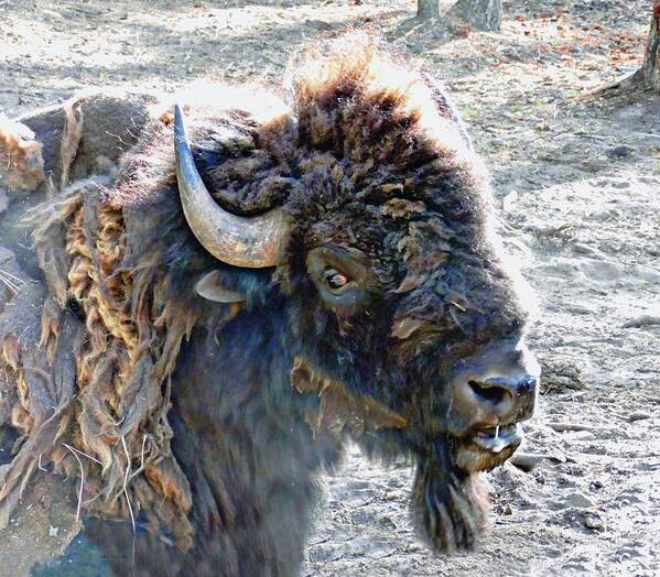 Buffalo Poster featuring the photograph Slobbering Buffalo by Joe Duket