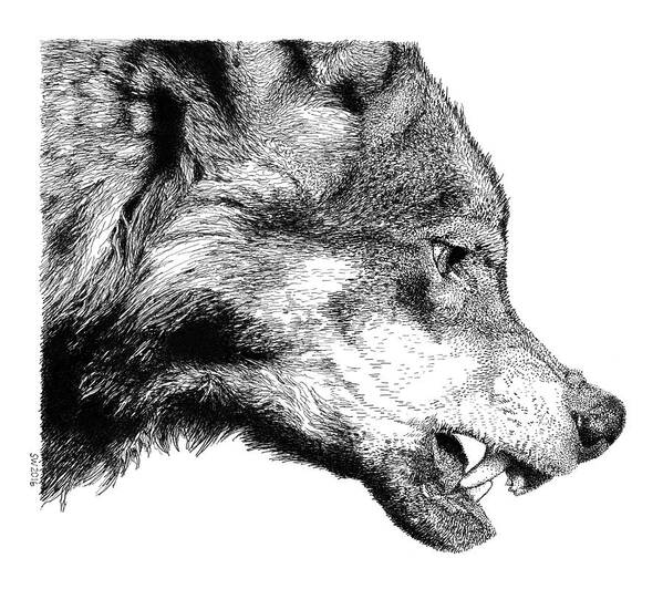 Pen Poster featuring the drawing Snarling Wolf by Scott Woyak