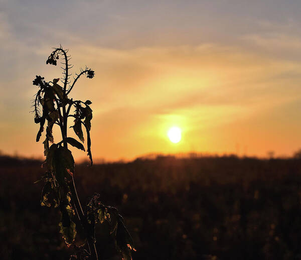 Sonnenuntergang Blume Flowwer Sky Himmel Poster featuring the photograph Sonnenuntergang by Scimitarable