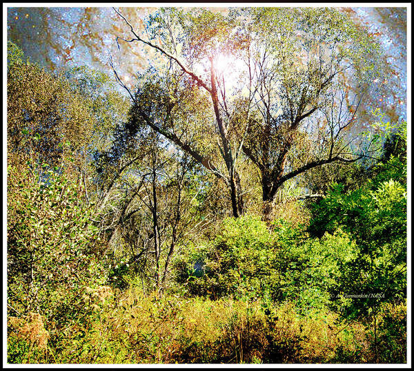 Starry Poster featuring the photograph Starry Night Fantasy, Mountain Thicket by A Macarthur Gurmankin