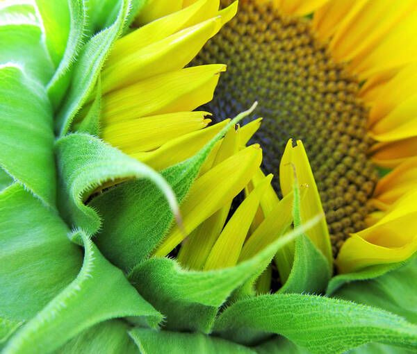Sunflower Poster featuring the photograph Sunflower by Marianna Mills