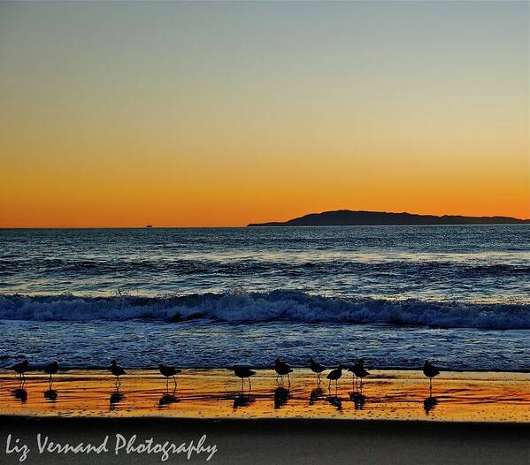  Poster featuring the photograph Sunset Bird Reflections by Liz Vernand