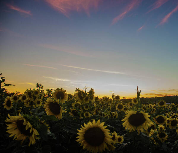 Landscape Poster featuring the photograph Sunset with Sunflowers at Andersen Farms by GeeLeesa Productions