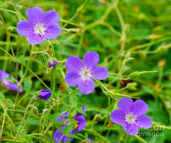 Purple Poster featuring the photograph Three Purple Blossoms by Nancy Mueller