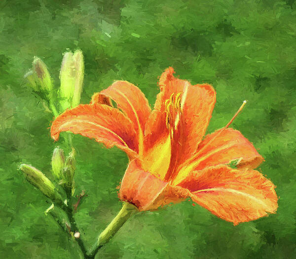Lily Poster featuring the photograph Tiger Lily by John Freidenberg