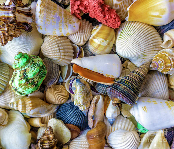 1550b Poster featuring the photograph Tropical Beach Seashell Treasures 1550B by Ricardos Creations