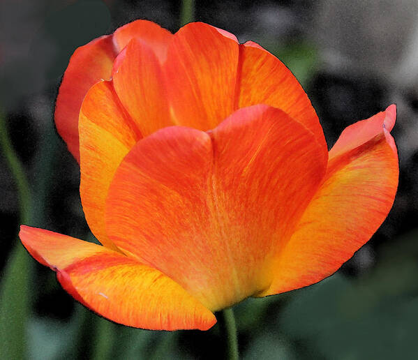 Tulip Poster featuring the photograph Tulip Solo by Carolyn Jacob
