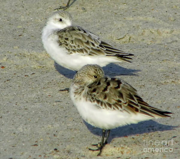 Sandpiper Poster featuring the photograph Watching Me by D Hackett