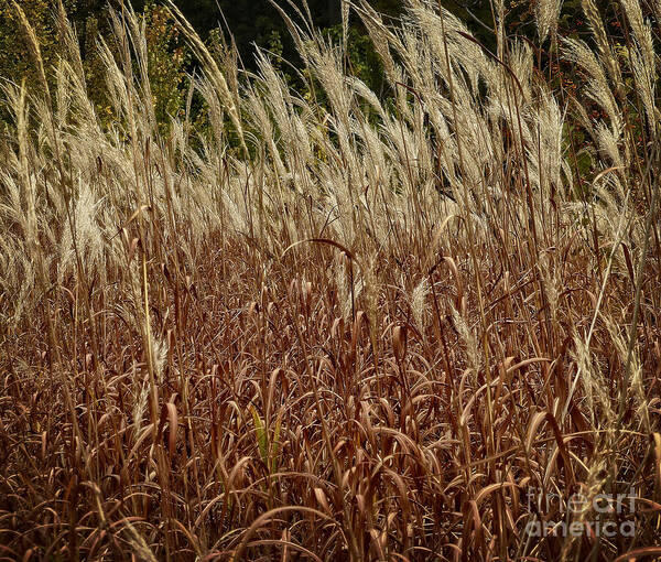Grass Poster featuring the photograph Grasses Waving in the Wind by Dee Flouton