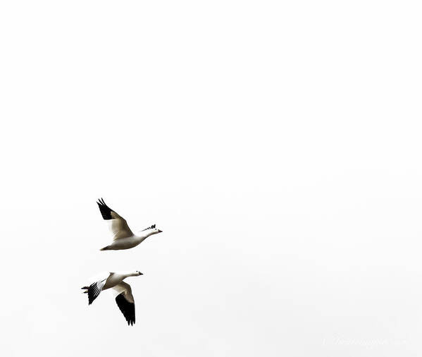 White Poster featuring the photograph White in Flight by Britt Runyon