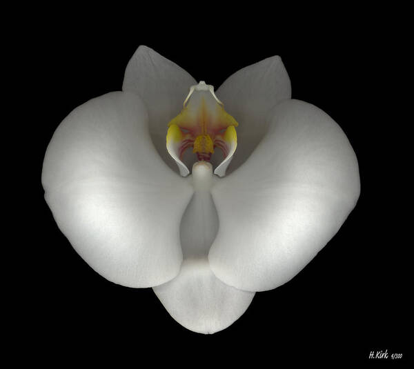  Poster featuring the photograph White Orchid on Black by Heather Kirk