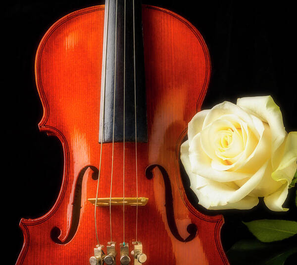 White Poster featuring the photograph White Rose And Violin by Garry Gay