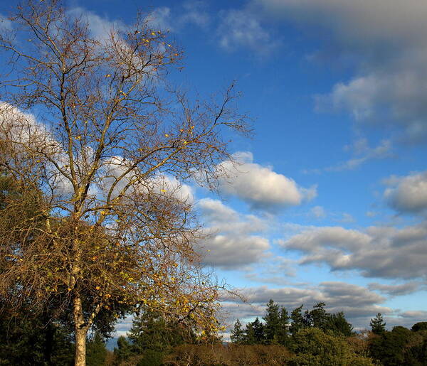 Winter Skies And Things Poster featuring the photograph Winter Sky by Richard Thomas