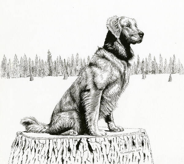 Forester's Dog Poster featuring the drawing Woods Dog by Timothy Livingston