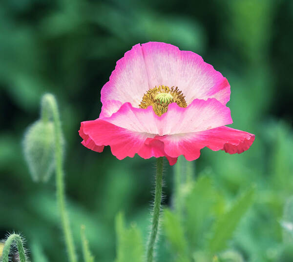 Poppy Poster featuring the photograph Wow. Wow. by Usha Peddamatham