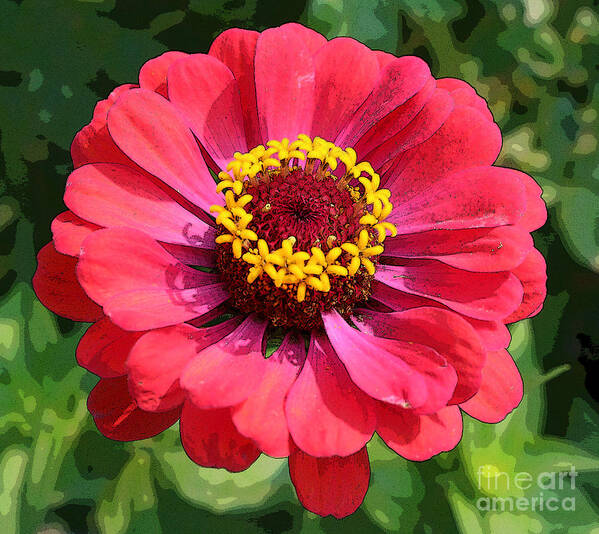 Zinnia Poster featuring the photograph Zinnia by Jeanette French