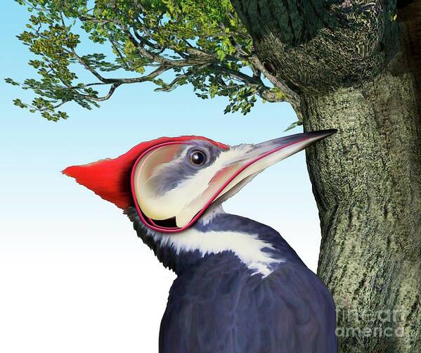 Illustration Poster featuring the photograph Pileated Woodpecker #1 by Mikkel Juul Jensen/science Photo Library
