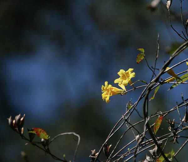 Carolina Poster featuring the photograph Yellow Jasmine #1 by Cathy Harper