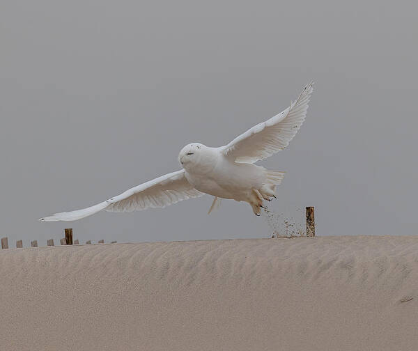Male Snowy Owl Poster featuring the photograph A Rare Male Adult Snowy Owl Taken Off On The Beach by Tu Qiang (john) Chen
