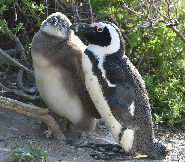 Penguin Poster featuring the photograph African Penguin with Chick by Ben Foster
