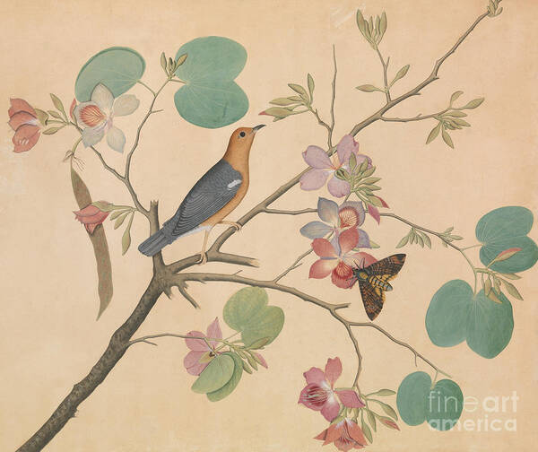 Orchid Poster featuring the painting An Orange Headed Ground Thrush and a Deaths Head Moth on a Purple Ebony Orchid Branch, 1788 by Sheikh Zainuddin