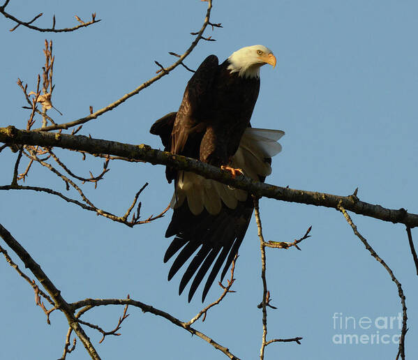 Bald Eagle Poster featuring the photograph Bald Eagle Stretching by Bob Christopher